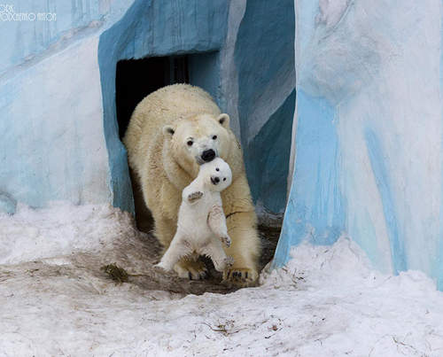 愛氾濫《動物親子照》看到最後我的心都融化了❤ 愛氾濫《動物親子照》看到最後我的心都融化了❤