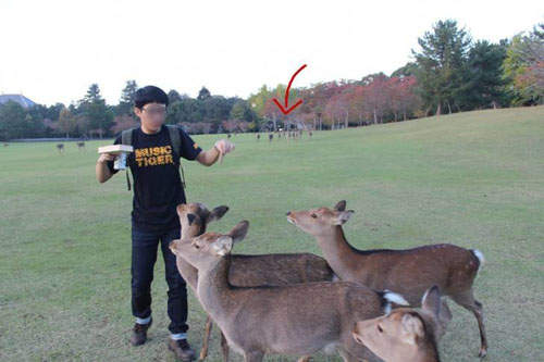 《進擊的奈良小鹿》餵食者的表情實在太搶戲XDDD