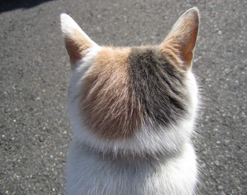 《貓的後腦勺》請忍住想親下去的衝動♥