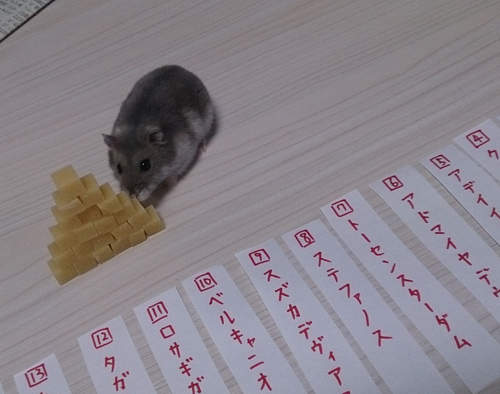 倉鼠たまちゃん《賽馬預測》主人中獎了沒? 倉鼠たまちゃん《賽馬預測》主人中獎了沒?