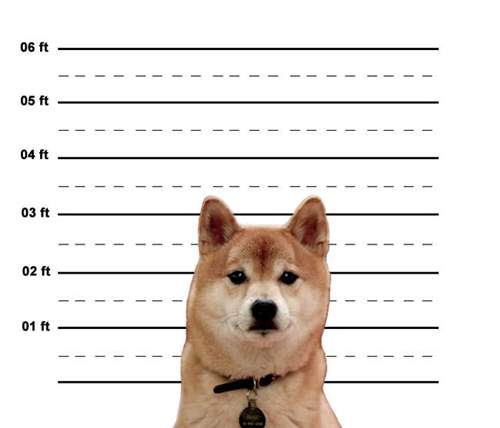 超萌《寵物犯罪照》來人阿～快給牠多拍幾張ＸＤ