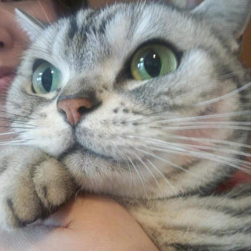 《腮紅貓》讓貓咪可愛度瞬間爆發的超神絕技(≡ω≡)