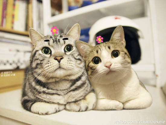 《豬貓可樂》頭上冒小花的呆貓 趴兔