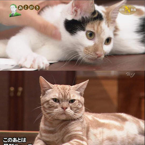 日本節目上的吸睛貓咪 看節目都變成在看貓了啦 日本節目上的吸睛貓咪 看節目都變成在看貓了啦
