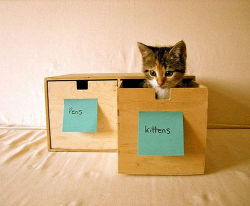 《20種收納貓咪的方法》不是拿紙箱騙進去就好了嗎？（壞）