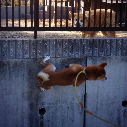 《飛簷走壁的柴犬》其實人家只是想打個招呼罷惹( ̄▽ ̄) 《飛簷走壁的柴犬》其實人家只是想打個招呼罷惹( ̄▽ ̄)