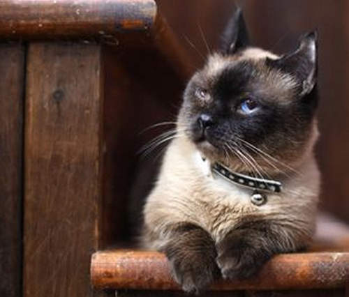 世界級《迷你貓》腿短到快看不到www