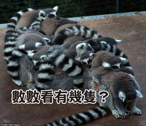 《把彼此當枕頭的動物們》天冷冷好好睡嘛(躺) 《把彼此當枕頭的動物們》天冷冷好好睡嘛(躺)