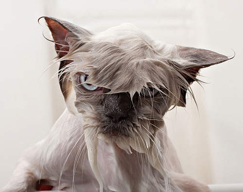 《貓的落水照》歪星人侵襲浴室嗎? 《貓的落水照》歪星人侵襲浴室嗎?