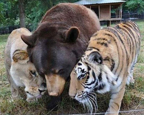 感情超好的動物們 我也好想和你們做朋友 感情超好的動物們 我也好想和你們做朋友