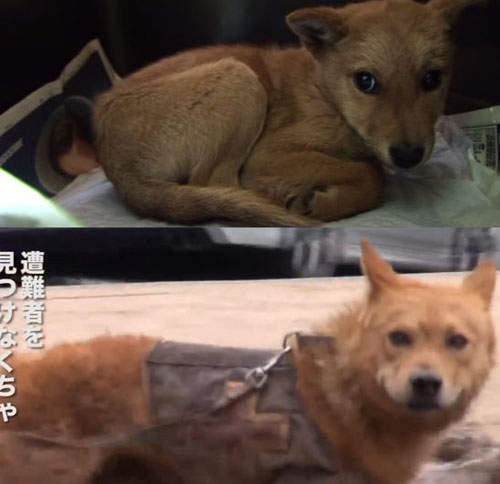 救難犬夢之丞物語　一個毛孩子轉變成搜救犬的故事