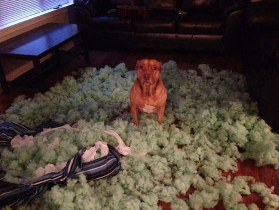 汪星人當家《狗狗破壞狂》主人不在家 我就是家裡的老大