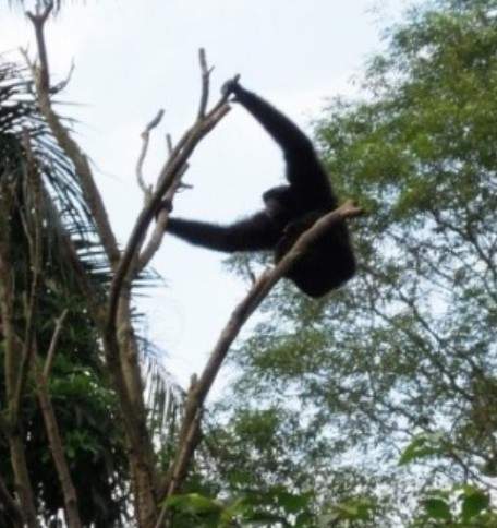 《台灣旅遊七大好去處》哪裡可以看到飛天猿猴呢？！