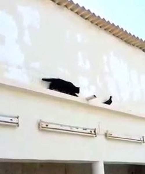 超萌《倒退嚕小黑貓》看我用迷人的屁屁抓到你ΦωΦ 超萌《倒退嚕小黑貓》看我用迷人的屁屁抓到你ΦωΦ