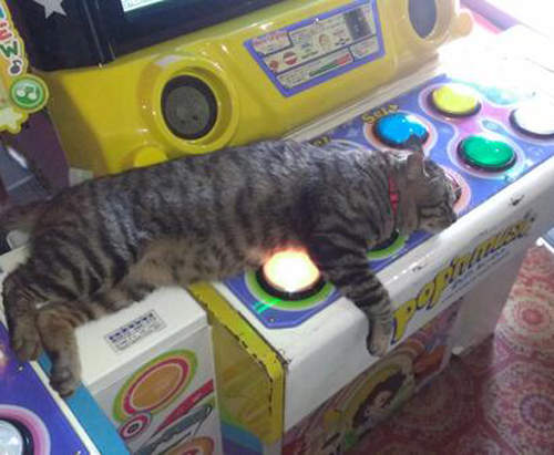 《貓的電動遊樂場》無法阻止它犯下可愛的錯♥