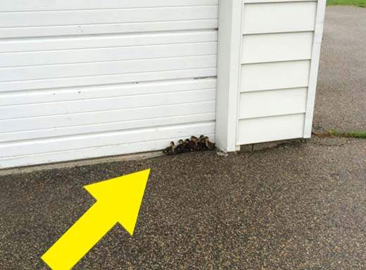 《拯救生命大作戰》要是在門口發現一窩......要怎麼處理？