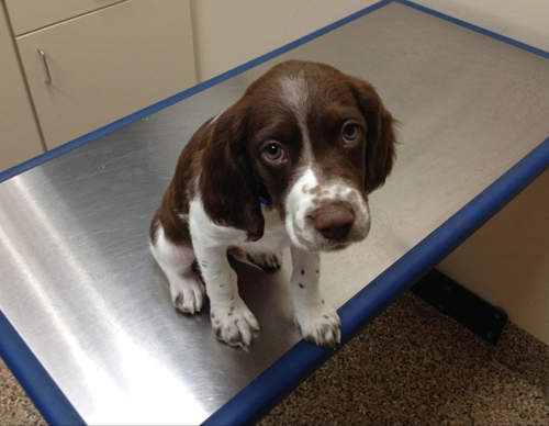 《寵物看醫生》狗狗篇 可憐模樣太犯規啦 ( ´・ω・) 《寵物看醫生》狗狗篇 可憐模樣太犯規啦 ( ´・ω・)