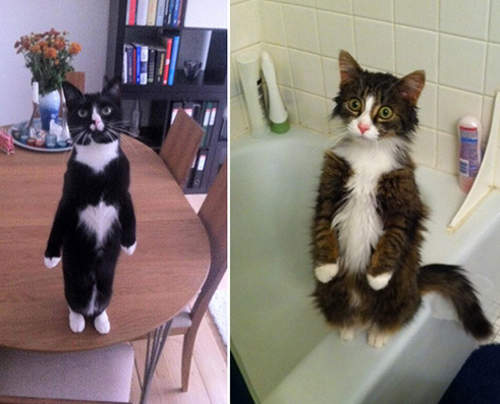 《貓的站起來》呀~~你們是有什麼訴求嗎? 《貓的站起來》呀~~你們是有什麼訴求嗎?