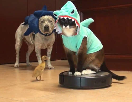 《掃地機器人新用途》請問有附贈上面那隻毛茸茸的嗎♡ (´Д` )    《掃地機器人新用途》請問有附贈上面那隻毛茸茸的嗎♡ (´Д` )