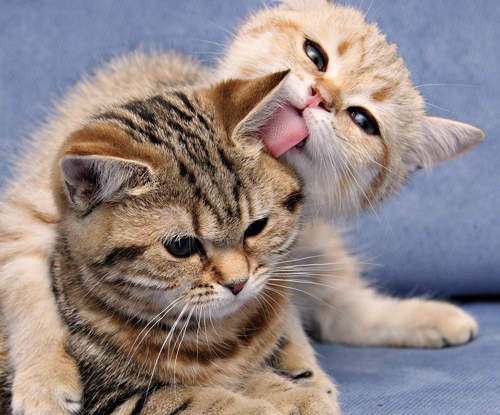 貓咪舔毛的意義?閒著沒事就呸囉呸囉的原因是~?ΦωΦ 貓咪舔毛的意義?閒著沒事就呸囉呸囉的原因是~?ΦωΦ