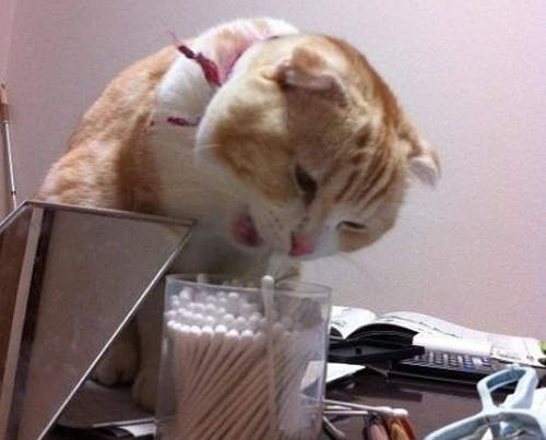 《棉花棒貓》最後也只能說聲殘念(拍) 《棉花棒貓》最後也只能說聲殘念(拍)