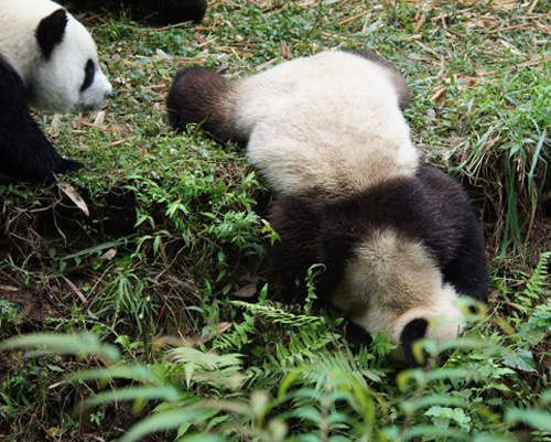 《熊熊動圖》看起來超可愛的胖胖動物 《熊熊動圖》看起來超可愛的胖胖動物