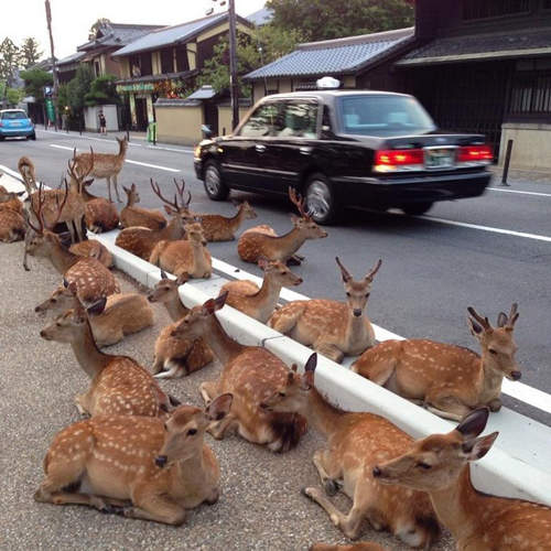 《奈良小鹿》集體占領馬路事件發生 縣民也驚訝的景象到底怎麼回事? 《奈良小鹿》集體占領馬路事件發生 縣民也驚訝的景象到底怎麼回事?