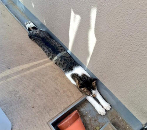 排水溝貓 喵星人在炎熱夏季找到的避暑方法 排水溝貓 喵星人在炎熱夏季找到的避暑方法