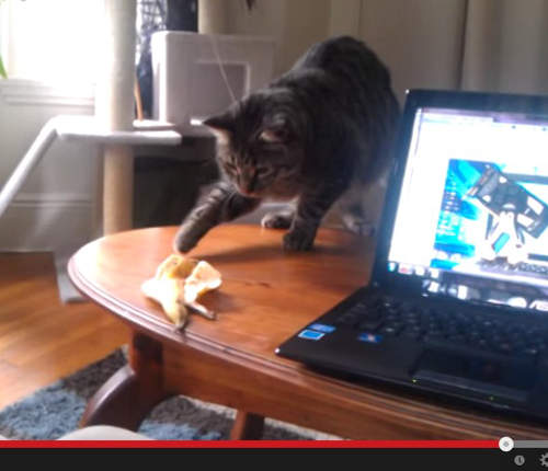 遇到香蕉就反應過大的貓咪們　香蕉真是太可怕惹www