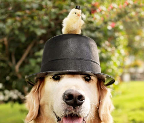 頭頂小雞的黃金獵犬《Champ》根本是超專業的狗麻豆嘛～