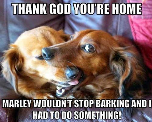 《搗蛋毛小孩》被抓到瞬間 又再找藉口啦www 《搗蛋毛小孩》被抓到瞬間 又再找藉口啦www