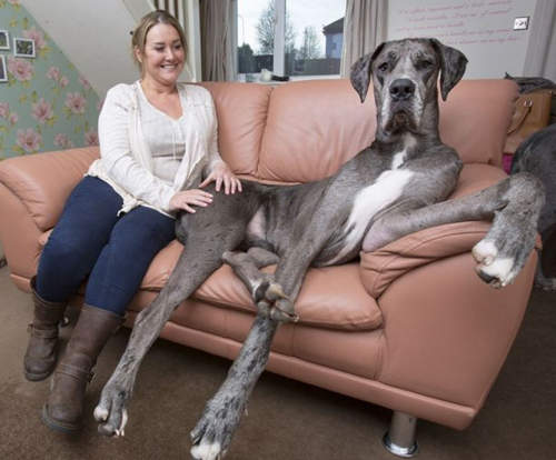 英《超級巨犬》一屁股坐下就占據整個沙發⊙_⊙ 英《超級巨犬》一屁股坐下就占據整個沙發⊙_⊙