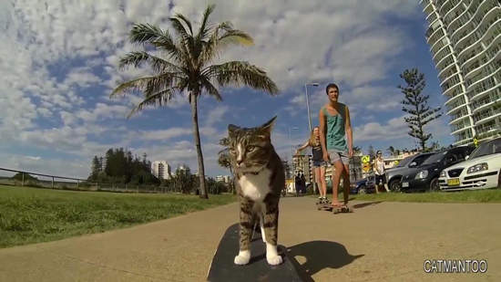 《滑板貓》滑到大街小巷處兜風去 《滑板貓》滑到大街小巷處兜風去
