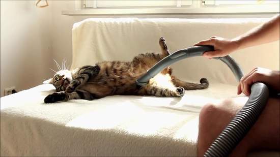 《熱愛吸塵器的貓》這樣都不用梳毛了(誤)(*ΦωΦ)ノ 《熱愛吸塵器的貓》這樣都不用梳毛了(誤)(*ΦωΦ)ノ