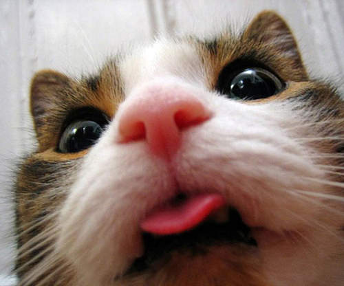 《貓的自拍照》粉紅鼻子和小舌頭超可愛(｡◕ฺε ◕ฺ｡）