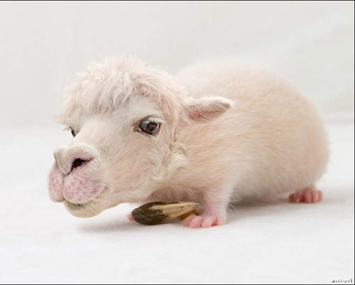 《四不像動物》怎麼覺得這羊鼠好好吃？