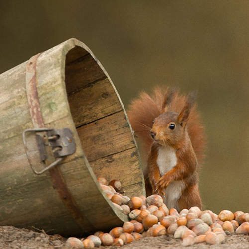 超可愛森林住民　這根本是故事書裡走出來的吧ෆ◕ㅂ◕ෆ