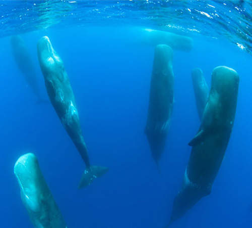 《稀有影像揭秘》完全毀掉常理的怪怪鯨魚