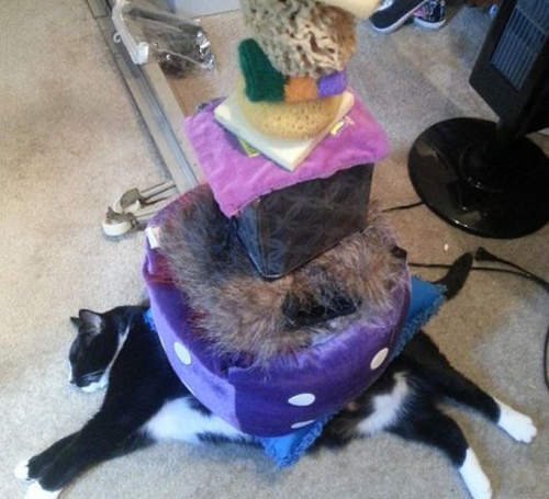 《貓咪疊疊樂》大爆笑的驚人乘載力