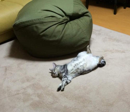 寵壞人類的《懶骨頭沙發》抵達前就已氣力盡失的貓咪(｡-ܫ-｡)♥