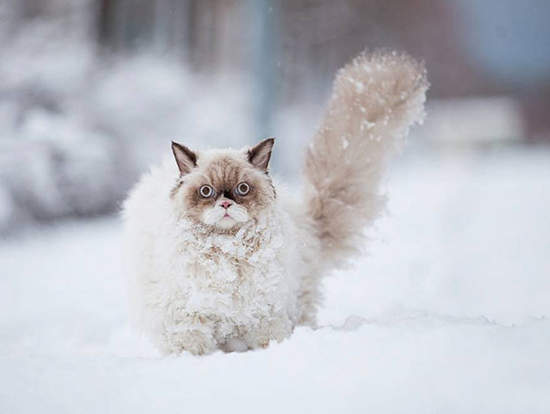 《第一次看到雪的動物》有需要這麼錯愕嗎O_O 《第一次看到雪的動物》有需要這麼錯愕嗎O_O