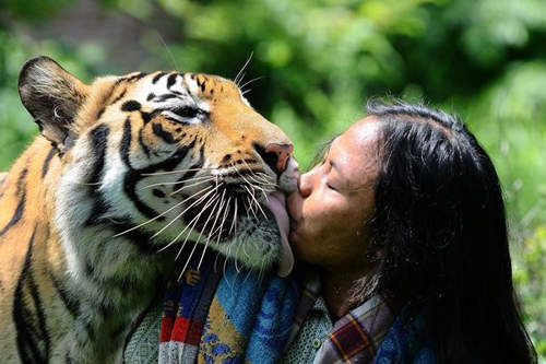 超親密《老虎與男人》跟牠親親不知道是什麼感覺XD 超親密《老虎與男人》跟牠親親不知道是什麼感覺XD