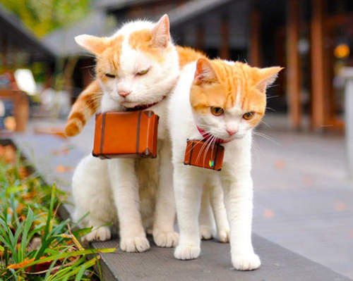 喵蘭弟子：轉眼間長大已成喵嘍