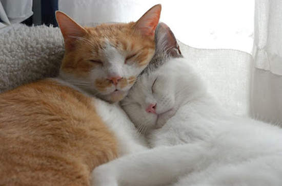 《動物閃光照》月圓人團圓~動物們也要團圓OwO