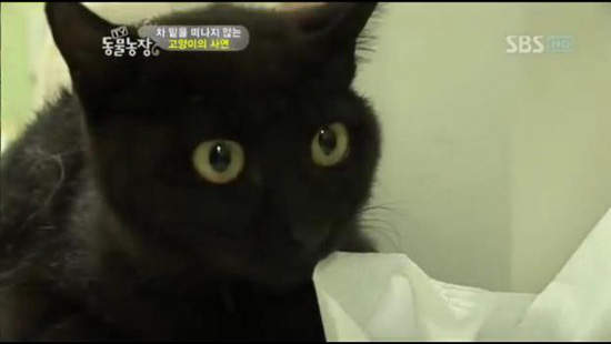 《失去孩子的貓媽媽》嗚嗚嗚有大洋蔥啊（擤鼻涕）