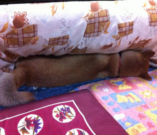 超懶《暖桌犬》被暖爐桌俘虜的汪星人續出♥ 超懶《暖桌犬》被暖爐桌俘虜的汪星人續出♥