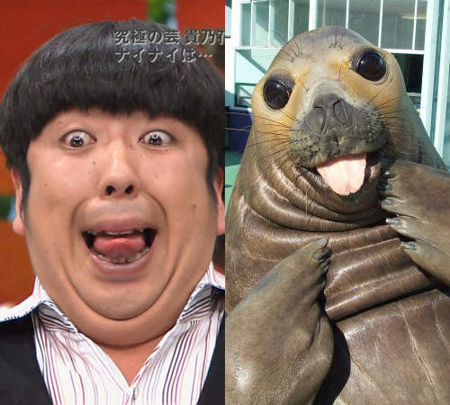 《日本藝人動物相似顏》所以到底是誰像誰咧?ww 《日本藝人動物相似顏》所以到底是誰像誰咧?ww