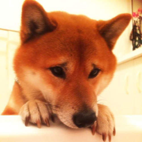 《困惑臉柴犬》趴兔 天生的囧臉怎麼看都很有戲啊XD