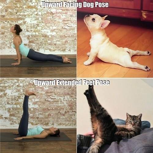 《動物也會做瑜珈》動物表示：這有啥難的哼哼