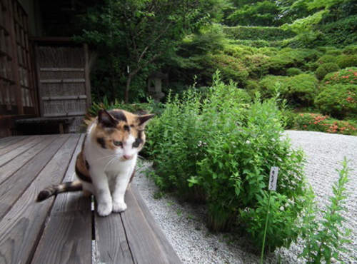 日本各地療癒系《貓寺》有拜有保佑喵ΦᴗΦ 日本各地療癒系《貓寺》有拜有保佑喵ΦᴗΦ